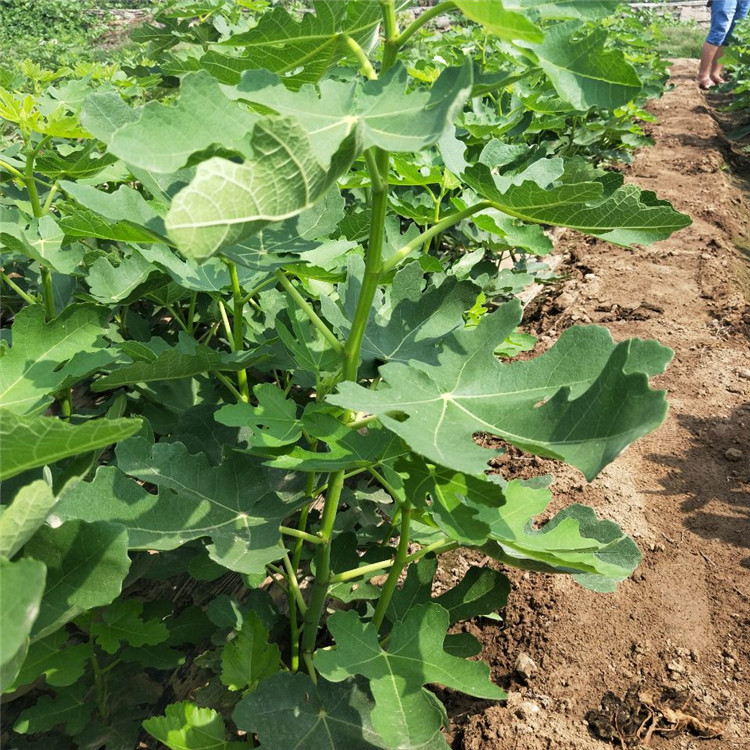无花果最新科技事件，重塑未来生活体验的巨献